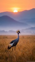 Crowned crane standing in golden grassland at sunrise with misty mountains in background creating serene African savanna landscape for wildlife photography.