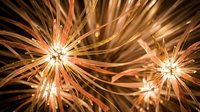 Golden fireworks exploding with radiant light streaks against dark background creating spectacular celebration display for festive events and holidays.
