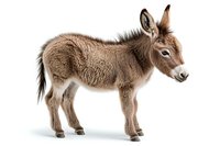 Young brown donkey foal standing in profile view on white background, isolated farm animal for agricultural and educational designs.
