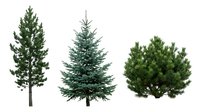 Isolated evergreen conifer trees including tall pine, blue spruce, and shrub varieties on white background, ready for design, landscaping, and architectural visualization projects.