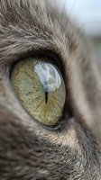 Close-up of a gray cat's eye with yellow-green iris and vertical pupil, surrounded by soft fur. Suitable for pet, animal, and nature projects.