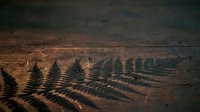 Fern leaves casting intricate shadows on wooden surface, creating natural patterns and textures for botanical and nature-themed design projects.