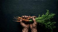 Fresh organic carrots with green leafy tops held in weathered hands against dark background, suitable for farm-to-table, healthy eating, agriculture, and organic produce marketing.