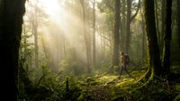 Sunlight streams through misty forest creating magical atmosphere with moss-covered trees and ferns. Nature photography for wellness and outdoor adventure content.