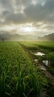 Dramatic sunrise over lush green rice fields with misty mountains and muddy pathway through agricultural landscape creating peaceful rural scenery.