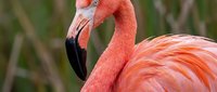 Vibrant coral-pink flamingo with distinctive curved beak and detailed plumage against soft green blurred background, suitable for wildlife and nature projects.