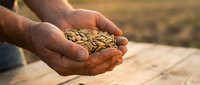Farmer hands holding fresh sunflower seeds after harvest, showcasing agricultural produce and organic farming results in warm natural lighting.