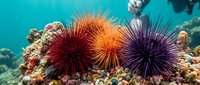 Colorful sea urchins with long spines on coral reef underwater in tropical ocean. Marine life ecosystem with vibrant red orange purple spiny creatures.