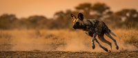 African wild dog running across savanna landscape during golden hour sunset with acacia trees in background wildlife photography.