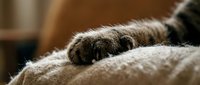 Close-up of tabby cat paw resting on soft beige blanket in cozy home interior with warm natural lighting for pet care and comfort concepts.