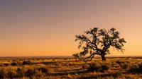Solitary acacia tree standing in vast golden savanna grassland during sunset with warm orange sky, suitable for travel and nature backgrounds.