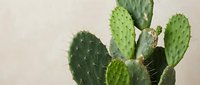 Green prickly pear cactus with flat oval pads and spines against neutral beige background for home decor and botanical design projects.
