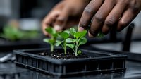 African American hands tending to young green seedling growing in black plastic germination tray with soil, showing sustainable gardening and plant propagation process.