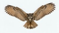Isolated brown owl with wings spread wide open against white background, ready for design projects, clipart, and creative applications.