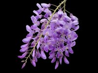 Wisteria flower cluster with purple blooms isolated on transparent background, ready for stickers, T-shirt design, print on demand, and sublimation projects.