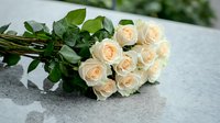 Fresh bouquet of cream colored roses with long stems and green leaves lying on light gray concrete surface, romantic floral arrangement for special occasions.