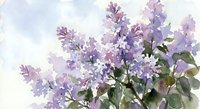 Watercolor painting of blooming purple lilac flowers with green leaves on soft textured paper background for spring botanical art and floral design projects.