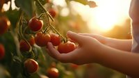 Fresh ripe cherry tomatoes on vine with gentle hand reaching to harvest at golden sunset light, organic farming and natural food growing concept.
