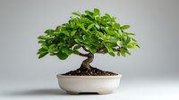 Miniature bonsai tree with vibrant green leaves in white ceramic pot against neutral background, showcasing traditional Japanese gardening art form.