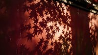 Autumn maple leaf shadows cast on warm textured wall creating natural light patterns and seasonal atmosphere for interior design projects.