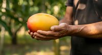 Man holding fresh ripe mango in orchard garden, harvested tropical fruit in palm, agricultural produce for food and nutrition.