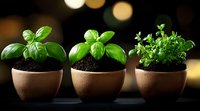 Fresh basil and oregano herbs growing in small clay pots against dark background with bokeh lights, aromatic culinary herbs for cooking and gardening.