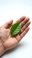 Human hands gently holding fresh green leaf on white background symbolizing environmental care, sustainability and natural protection concepts.