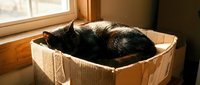 Black cat sleeping peacefully in cardboard box by sunny window. Cozy feline resting in makeshift bed with warm natural lighting streaming through glass pane.