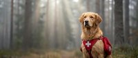 Golden retriever rescue dog wearing red emergency vest sitting in sunlit forest ready for search and rescue mission training outdoors.