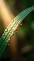 Morning dew drops on green grass blade with golden sunlight creating natural water pearls for fresh spring garden and nature photography concepts.