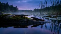 Tranquil lake at twilight with moss-covered log reflecting in calm water surrounded by reeds and forest creating peaceful natural scenery for relaxation themes.