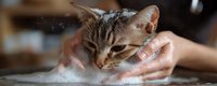 Sleepy tabby cat enjoying bath time as caring hands gently wash with soap suds, showing pet care and grooming routine in warm natural lighting.
