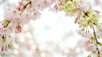 Delicate pink cherry blossom branches frame soft bokeh background creating dreamy spring atmosphere for wedding invitations and seasonal designs.