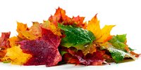 Vibrant autumn maple leaves in red, orange, yellow, and green with water droplets on white background, isolated for seasonal designs.