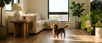 Adorable dachshund dog standing in bright modern living room with beige sofa, wooden furniture, green plants and natural sunlight streaming through windows.