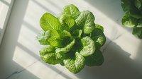 Fresh green romaine lettuce growing in sunlight with window shadow pattern, top view of organic leafy vegetable in modern hydroponic garden setting.