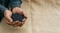 Farmer's weathered hands holding freshly harvested black beans over burlap sack, agricultural produce and farming lifestyle concept for harvest season.