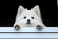 Adorable white fluffy Pomeranian puppy peeking over white surface with paws visible against black background for pet care and animal lover designs.