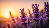 Purple lavender flowers blooming in field during golden sunset hour creating peaceful aromatherapy garden scene for wellness and relaxation concepts.