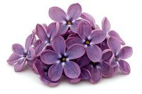 Purple lilac flowers isolated on white background for spring decoration and floral design projects.