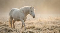 White horse standing in dry grassland with misty atmospheric background, suitable for equestrian, nature, and wildlife editorial use.