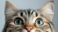 Close up portrait of tabby cat with bright blue eyes and focused expression against blurred background, showing curiosity and alertness.