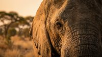 Close-up portrait of African elephant head and eye in warm golden sunset light with acacia trees in blurred savanna background for wildlife photography.