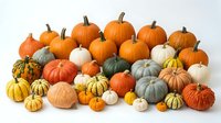 Assorted pumpkins and gourds in various sizes and colors including orange, white, yellow, and green isolated on white background for autumn harvest designs and fall seasonal projects.