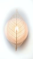 Delicate skeletal leaf structure with translucent veins glowing against white background, isolated botanical element suitable for design, wallpaper, and artistic projects.