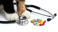 Cat paws with stethoscope and colorful pills on white background. Veterinary medicine concept for pet health care and animal treatment.