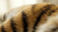 Close-up macro shot of tabby cat fur showing detailed striped pattern and texture. Soft focus background creates intimate pet photography composition.