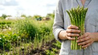 Farmer in light gray shirt holding fresh green asparagus bunch in agricultural field during harvest season for farming, agriculture, and organic produce concepts.