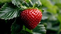 Fresh ripe red strawberry growing on plant with green leaves in garden, macro close up view showing detailed texture and natural organic produce.