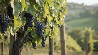 Ripe dark grape clusters hang from vine leaves in sunlit vineyard with rolling hills and grapevines in soft focus background, suitable for wine, agriculture, and harvest themes.